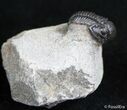 Nicely Presented Gerastos Trilobite #2510-1